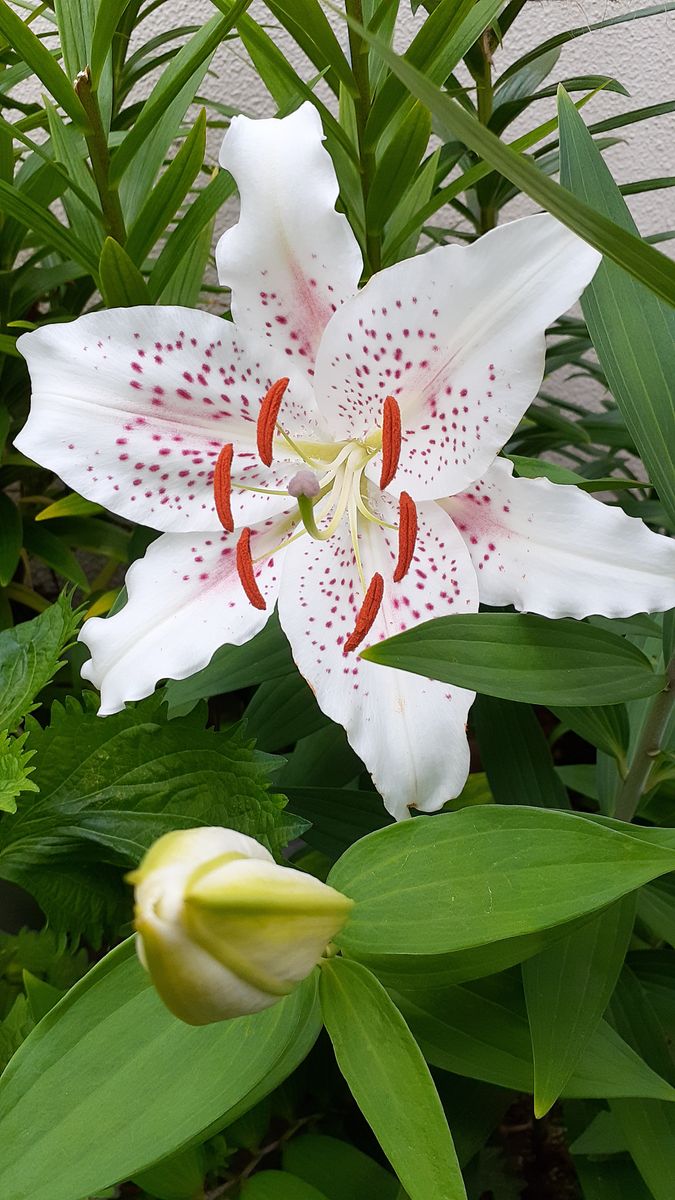 ふくおかルーバルガーデン7～梅雨時❇️☔️🐌の庭たより～カサブランカ💟、川辺のカンナの開花～💕