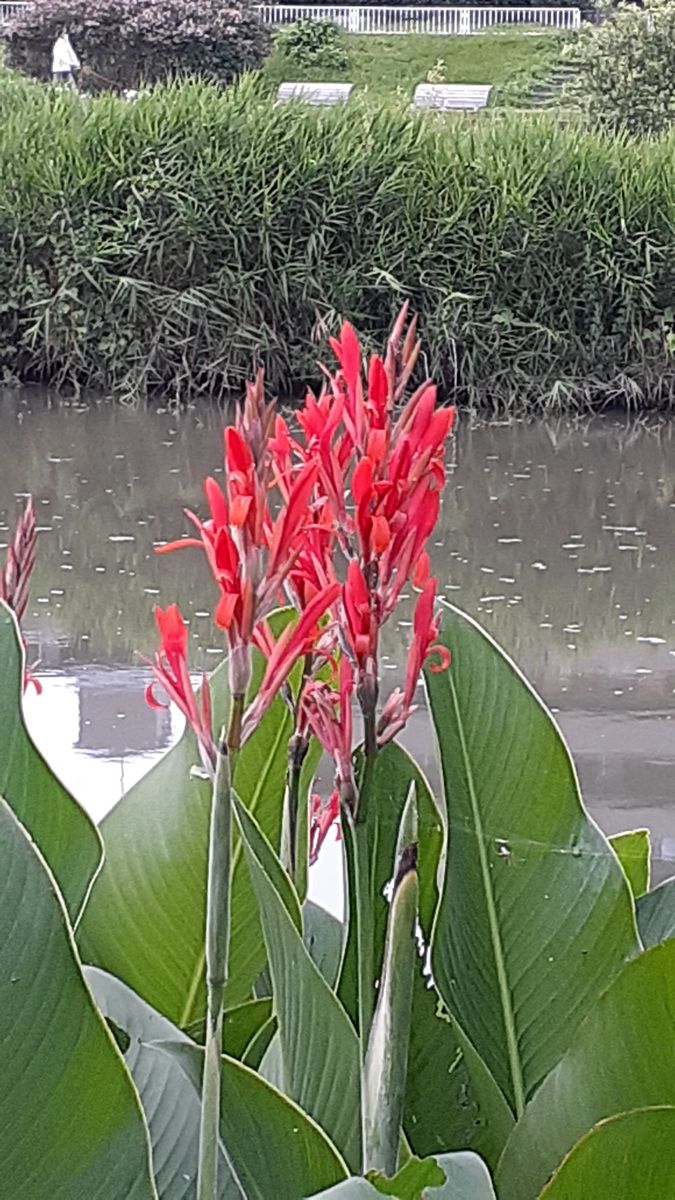 ふくおかルーバルガーデン7～梅雨時❇️☔️🐌の庭たより～カサブランカ💟、川辺のカンナの開花～💕