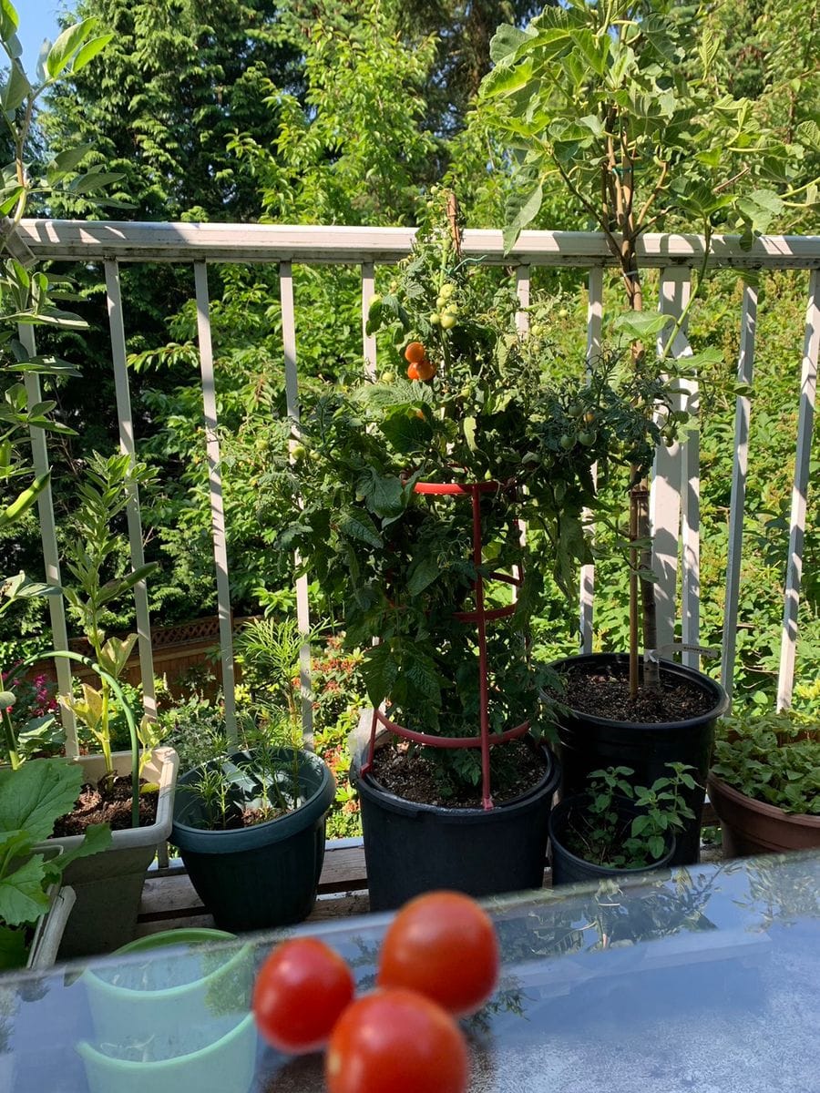 プランター栽培のソラマメ、ミニトマト