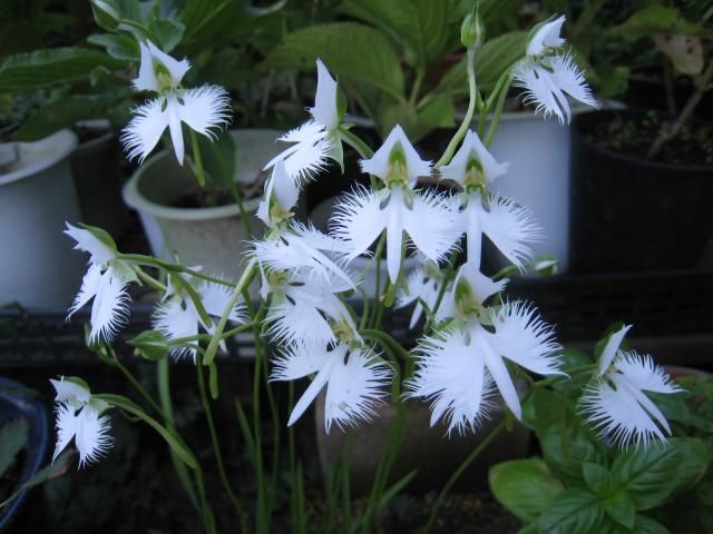 残暑お見舞い申し上げます。サギ草