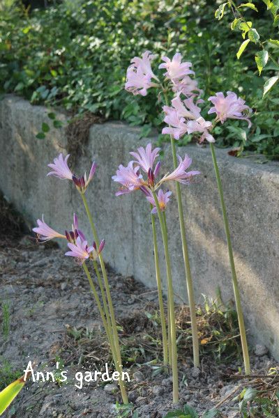 夏水仙てふしぎ