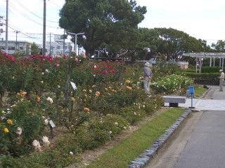 なぜ？の福山市ばら公園