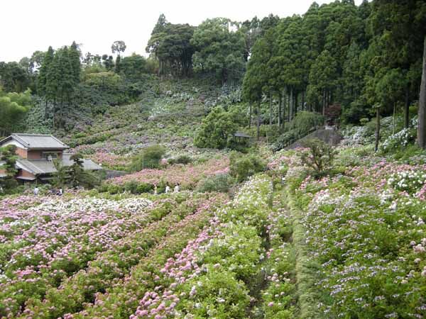 あじさい屋敷