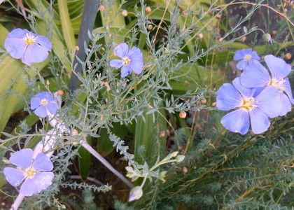 ブルーの花。