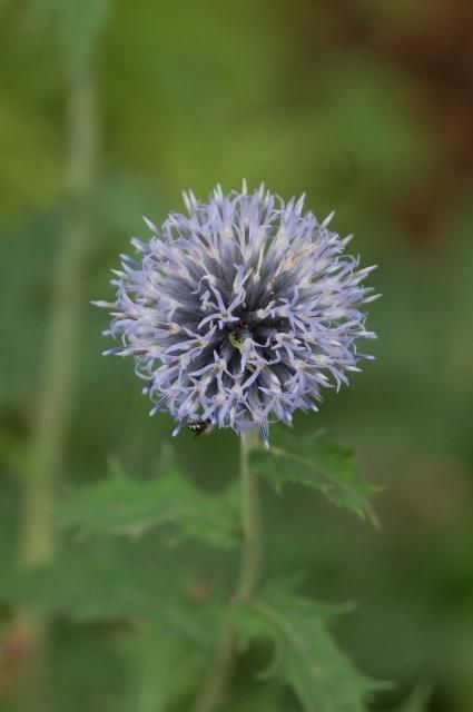 薄紫の花