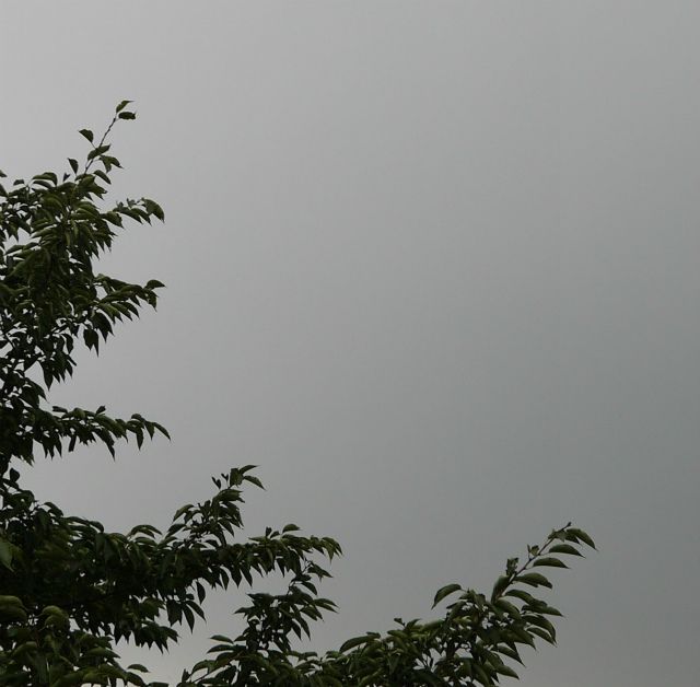 久しぶりの雨。