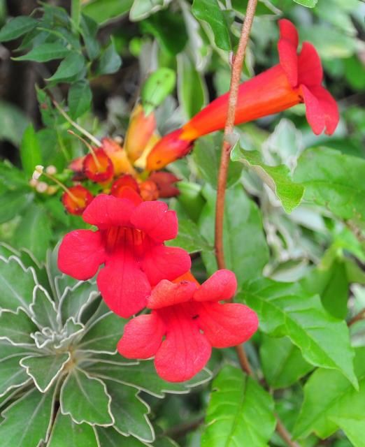 夏ばてにはやっぱり赤花が効きますね