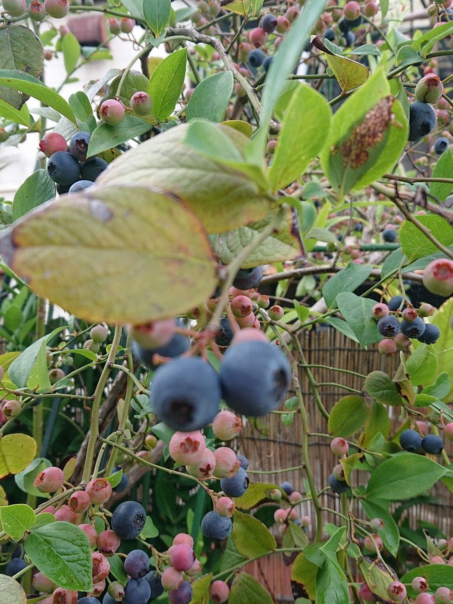 プランター植えのブルーベリーの実を収穫しました。