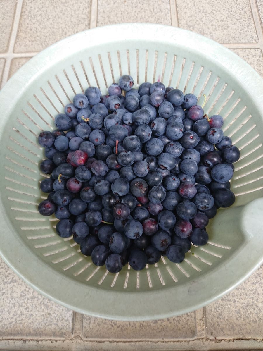 プランター植えのブルーベリーの実を収穫しました。