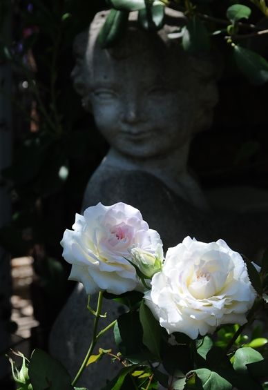 秋の花を綺麗に咲かせるために Ⅰ