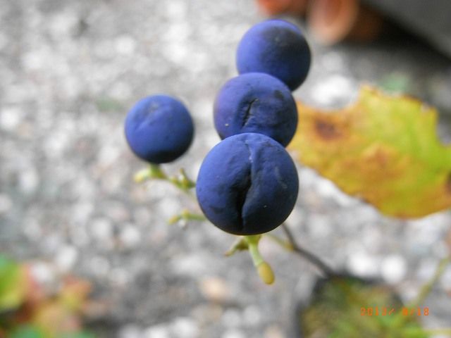 野草の種（実）３