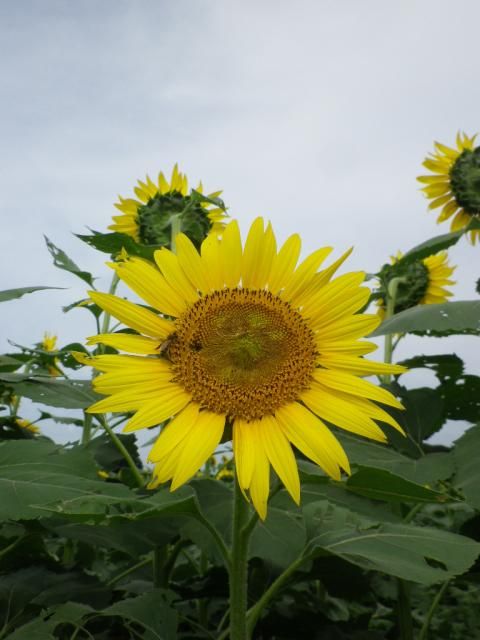 誰のために咲いたの～