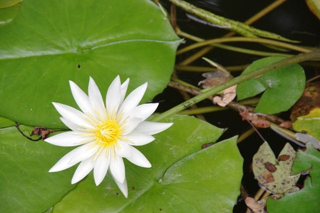 とちぎ花センター２