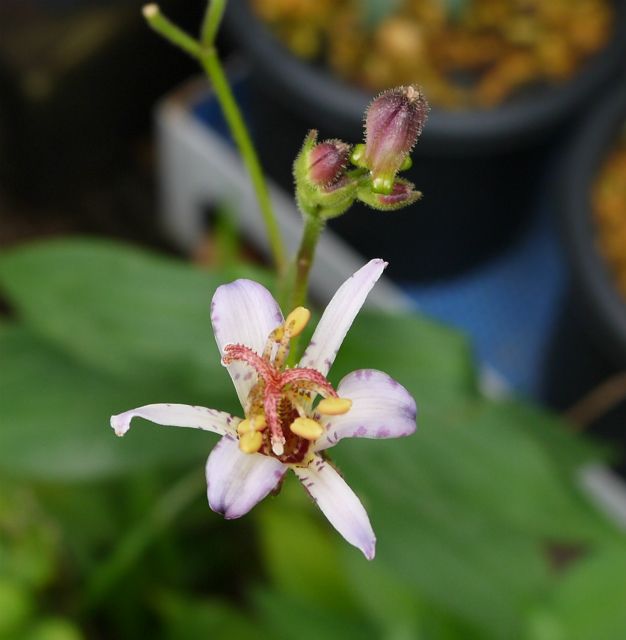 親株候補生の植え替え開始②