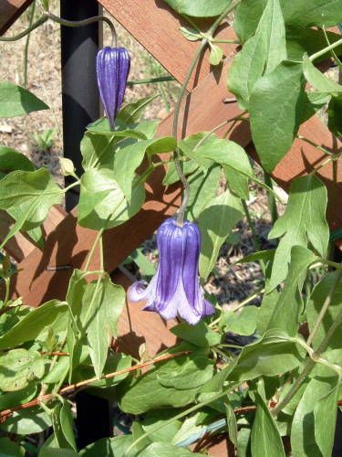 篭口の３番花、咲き始めました