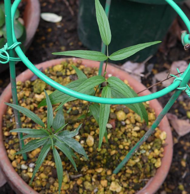 親株候補生の植え替え開始②-①