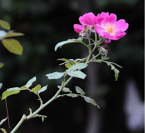 秋の花を綺麗に咲かせるために　Ⅱ