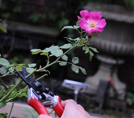 秋の花を綺麗に咲かせるために　Ⅱ