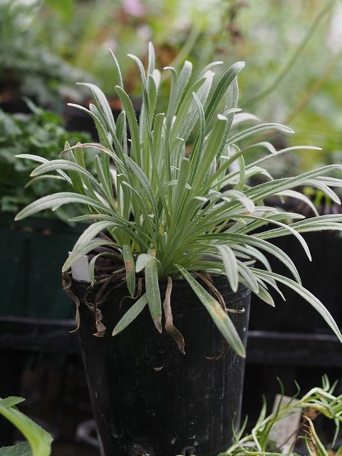 高山植物・・夏越し３