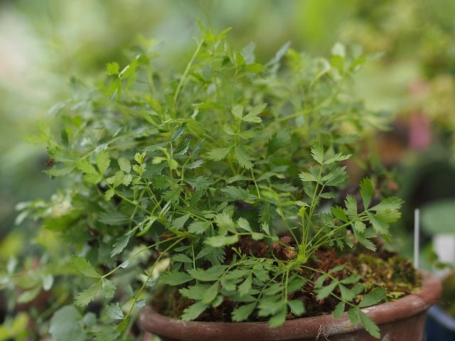 高山植物・・夏越し5