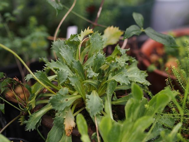 高山植物・・夏越し5