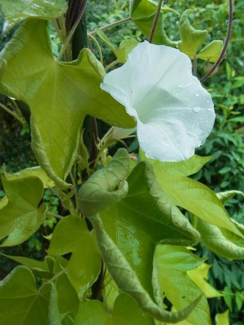 待っていた～お知らせ「新潟県立植物園」