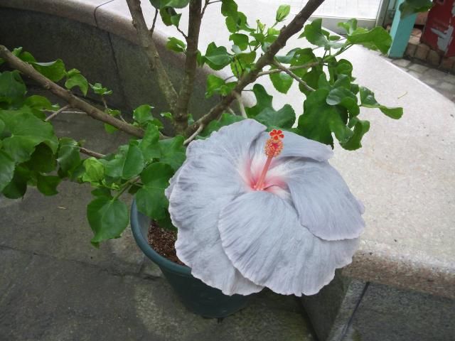 水生植物公園みずの森～③