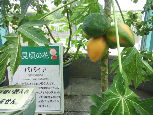 水生植物公園みずの森～③