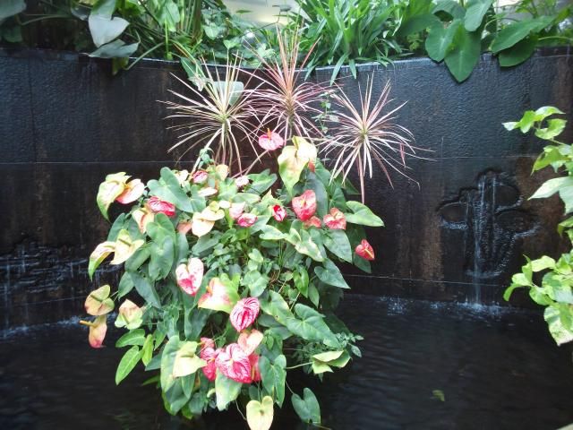 水生植物公園みずの森～③