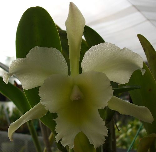 Blc.ポーツオブパラダイス´G.G.G’×　C.ワルケリアナ　var.セミアルバ