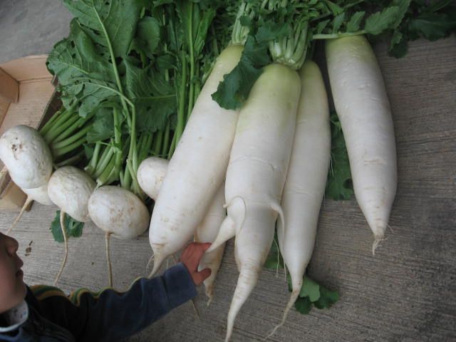 無人販売の野菜