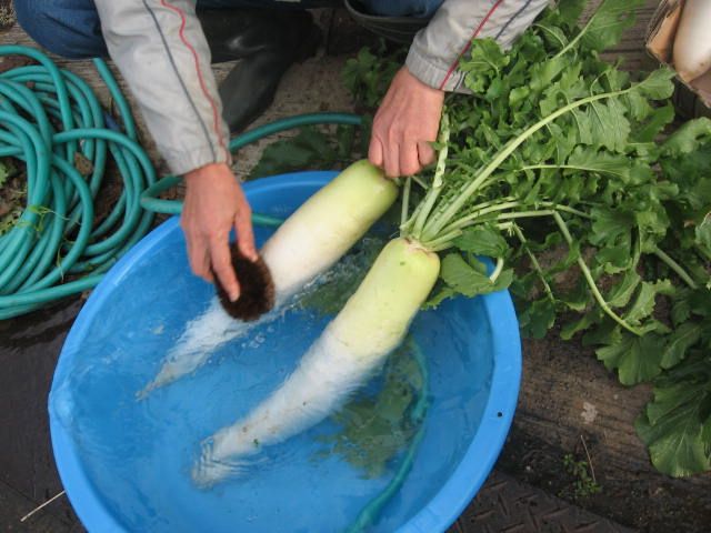 無人販売の野菜