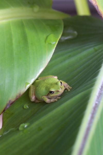 カエルの嫌いな人は見ないでね・トノサマガエル、アマガエル