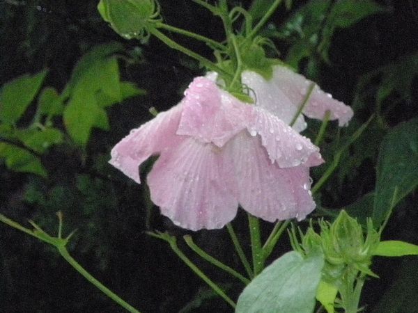 雨が続いて・・・