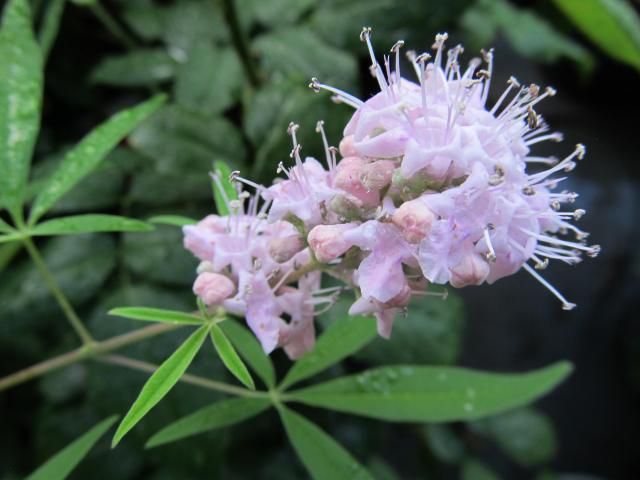 赤い花と新芽