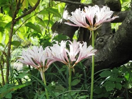 夏植え球根