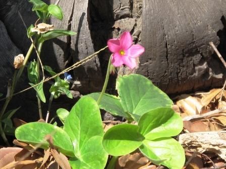 夏植え球根