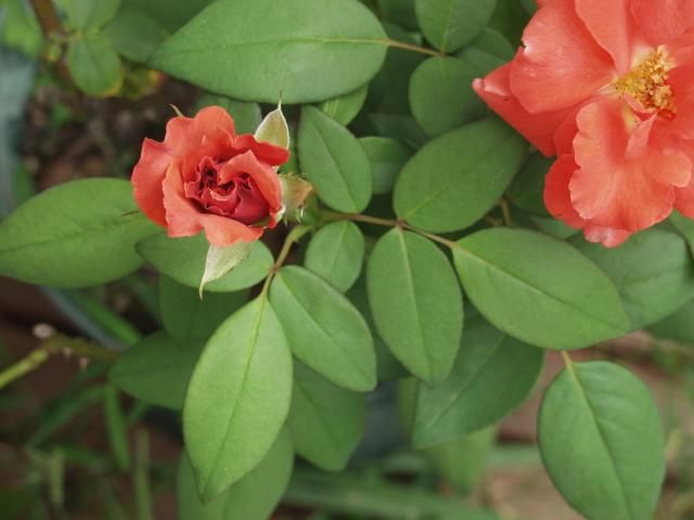 薄い紅茶と砂糖菓子、そして昼の月