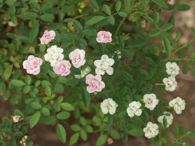 薄い紅茶と砂糖菓子、そして昼の月