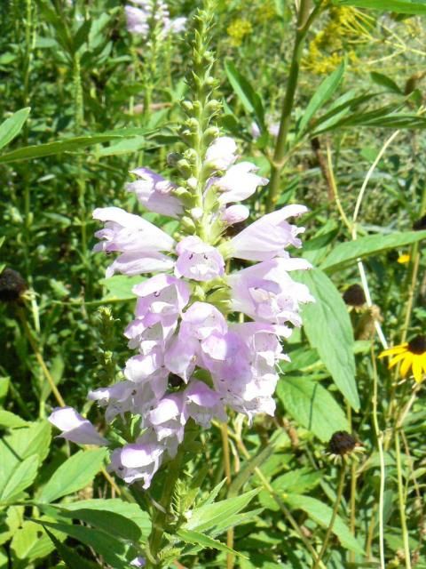 秋のお花みーつけた