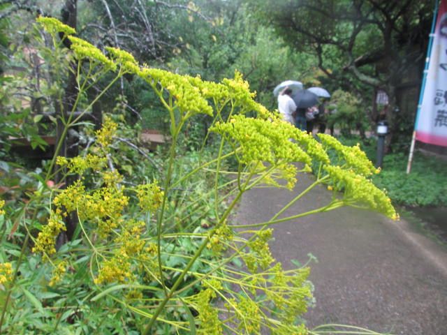 雨にぬれる野草たち　１