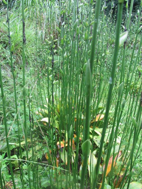 雨にぬれる野草たち　２