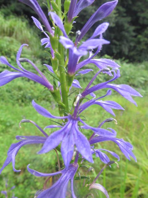 雨にぬれる野草たち　２