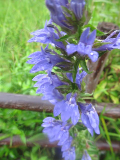 雨にぬれる野草たち　３