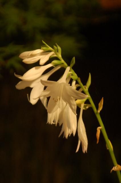 香りのギボウシ白花