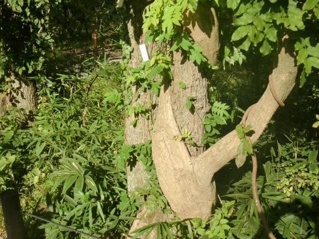 【元編集長のひとりごと】神代植物公園植物多様性センターに行ってきました