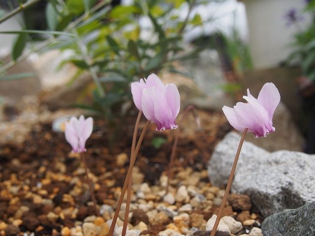 ロックの花