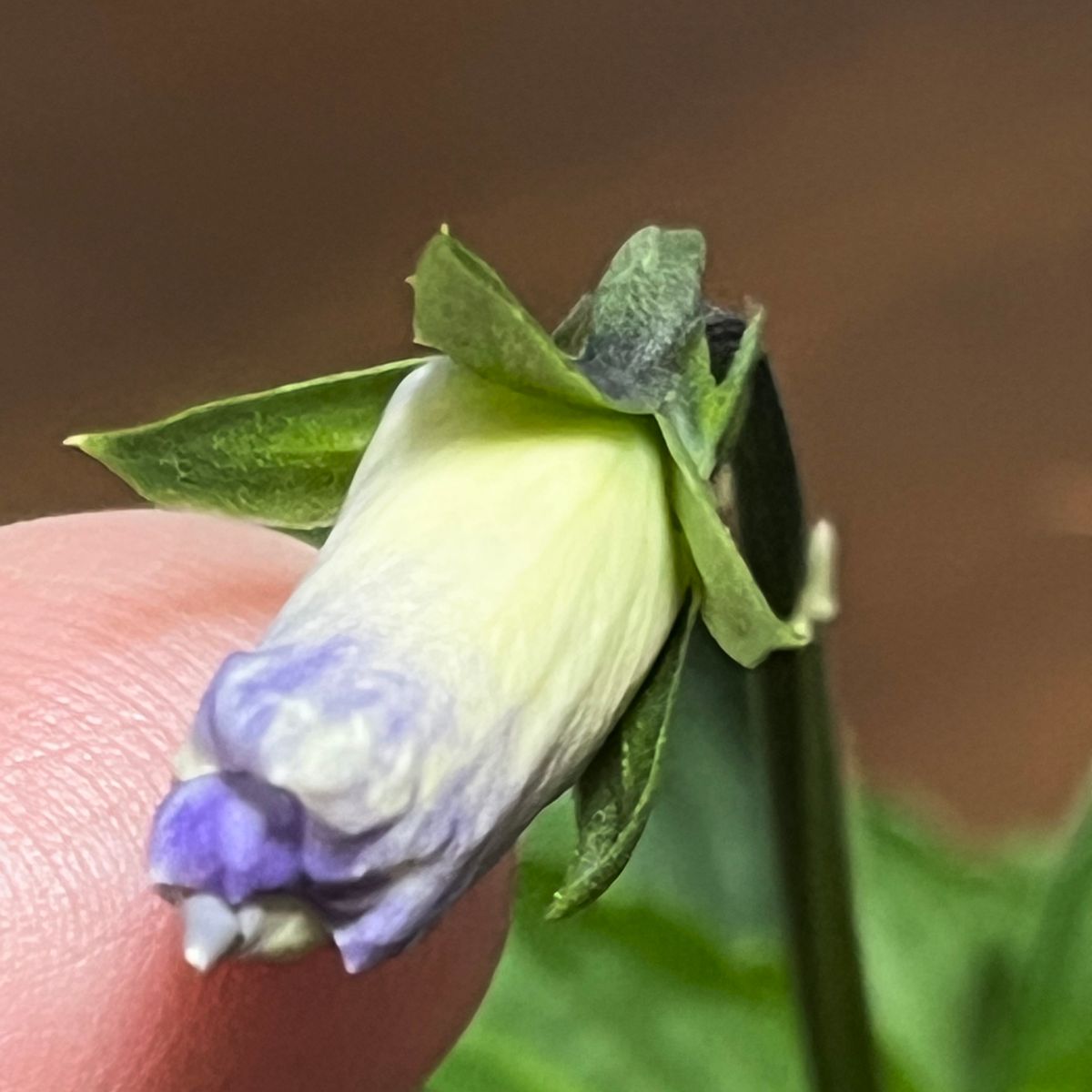 虹色スミレ間もなく開花🎵