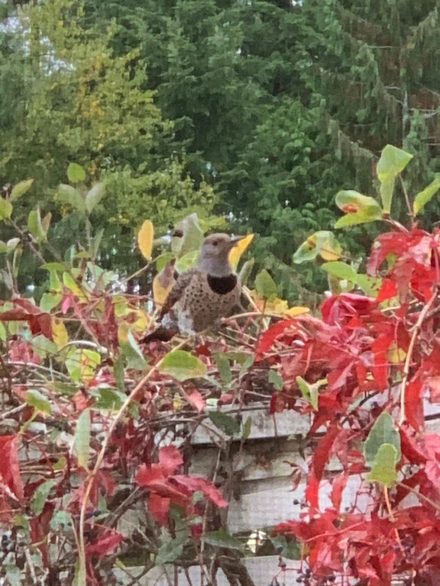 雨が降る前に（２）、鳥