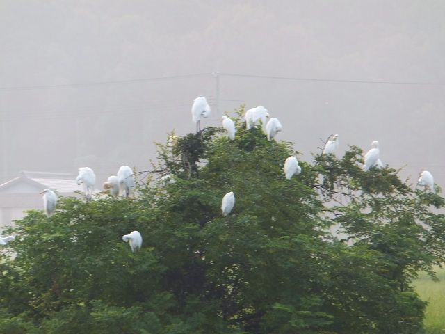 白鷺の咲く木